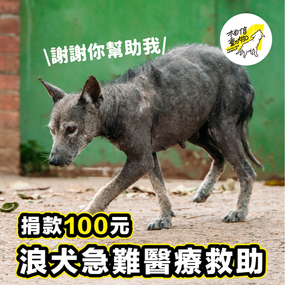 🌟愛心響應｜浪犬急難醫療救助 【社團法人台灣懷生相信動物協會】