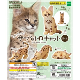 【豬寶樂園】現貨 絕版 日版 EPOCH 藪貓 非洲藪貓 山貓 喵喵 貓咪 貓 動物 模擬 模型 扭蛋 轉蛋 盒玩 公仔