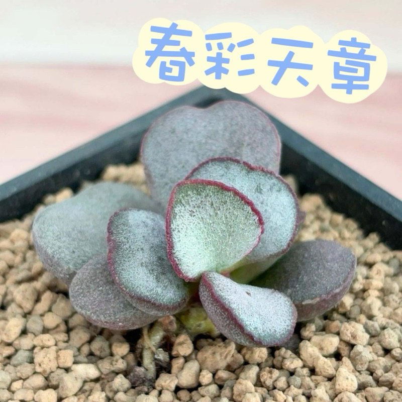 🌵✧植得栽✦【春彩天章】天章屬/天章/多肉/多肉植物/紅苦瓜/陽台植物/園藝/療癒小物/植物/植栽/觀葉植物