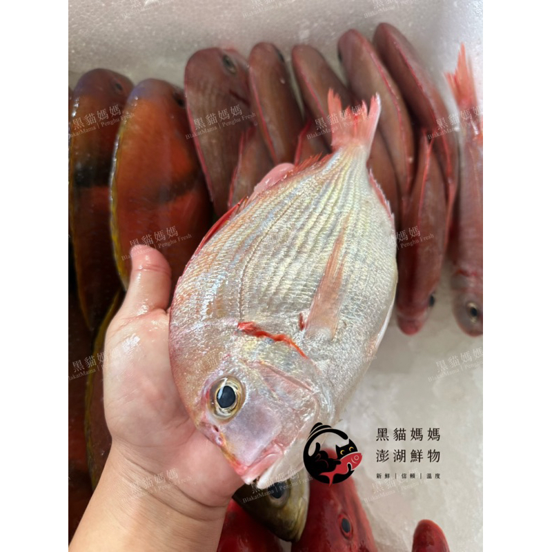 【黑貓媽媽】澎湖當季野生魬鯛🎣少見大尺寸 高經濟價值魚種 日本血鯛 盤仔魚