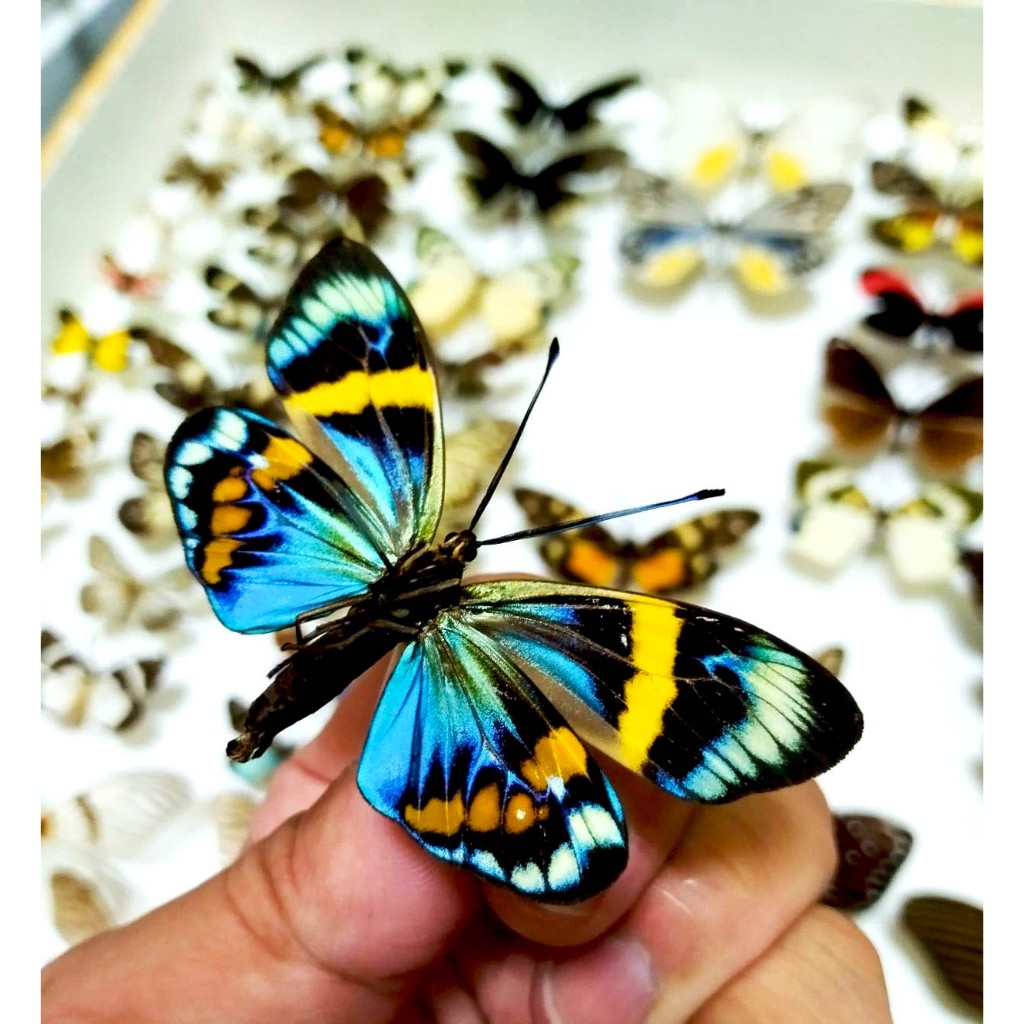 蟲新發現╭○-○╮蝴蝶標本A1~ Eterusia repleta 斑蛾/日行性飛蛾 未展乾貨