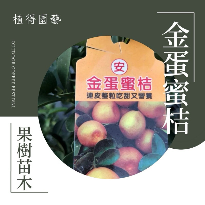 植得｜金蛋蜜桔🍊｜果樹苗木