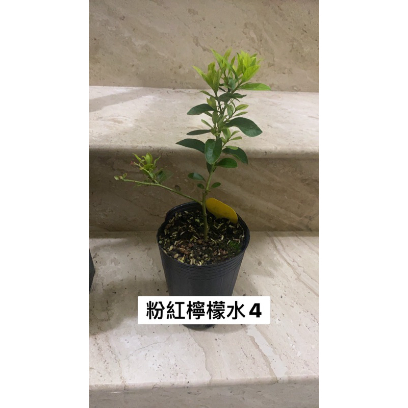 藍莓扦插苗 粉紅檸檬水（3.5吋深盆）兔眼