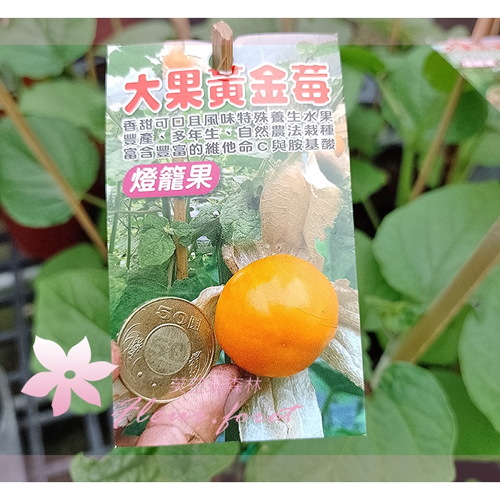 芙菈朵森林 大果黃金莓 燈籠果 水果苗 袋苗