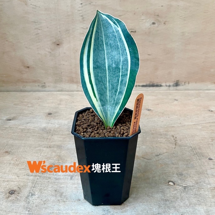 多肉植物 Sansevieria masoniana var. 寶扇錦虎尾蘭