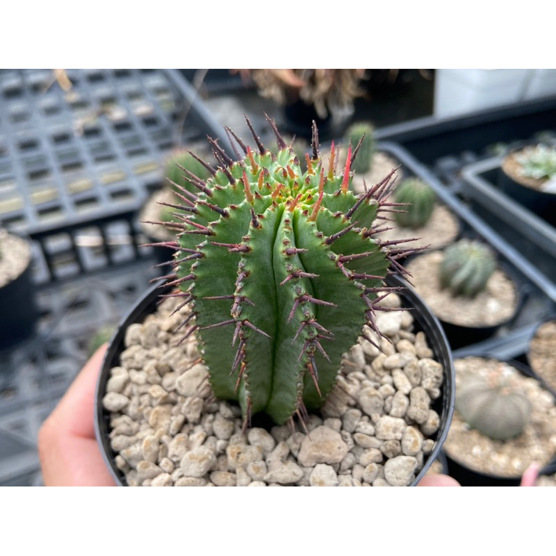 寶輪玉 Euphorbia polygona 大戟科多肉/實生3.5吋/奧莉諾多肉園