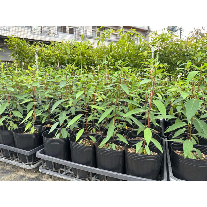 青山苗木園藝～馬告/山胡椒5吋40-50公分$200/棵
