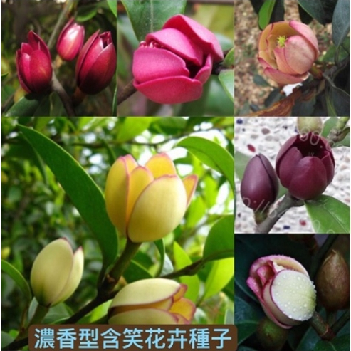 台灣 深山含笑花 濃香形 含笑花種子 樂昌含笑/紅花含笑樹種子