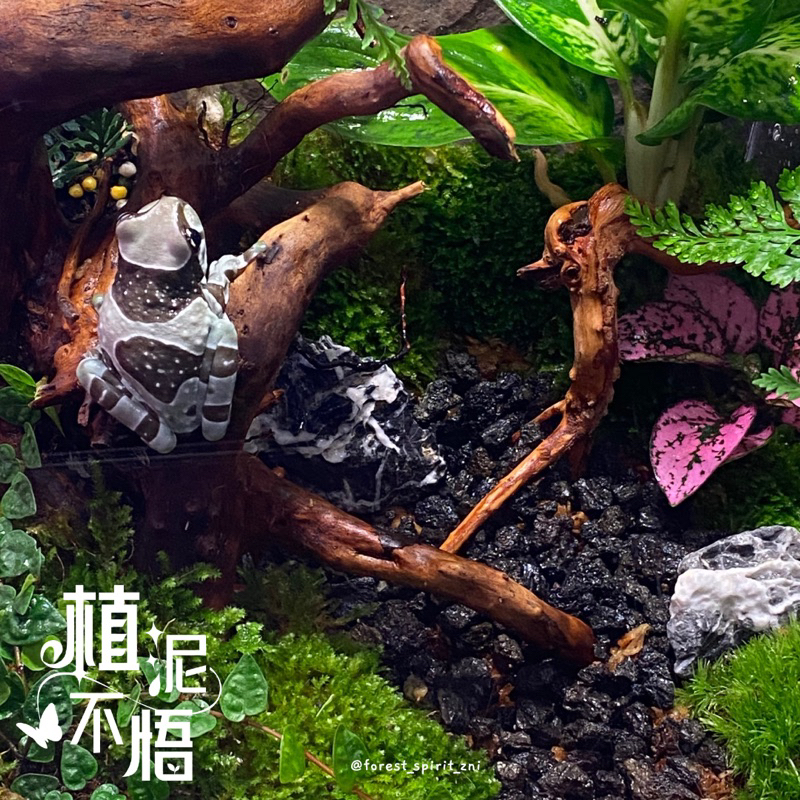 🪨印尼黑火山岩🌱園藝水族生態瓶水陸缸造景