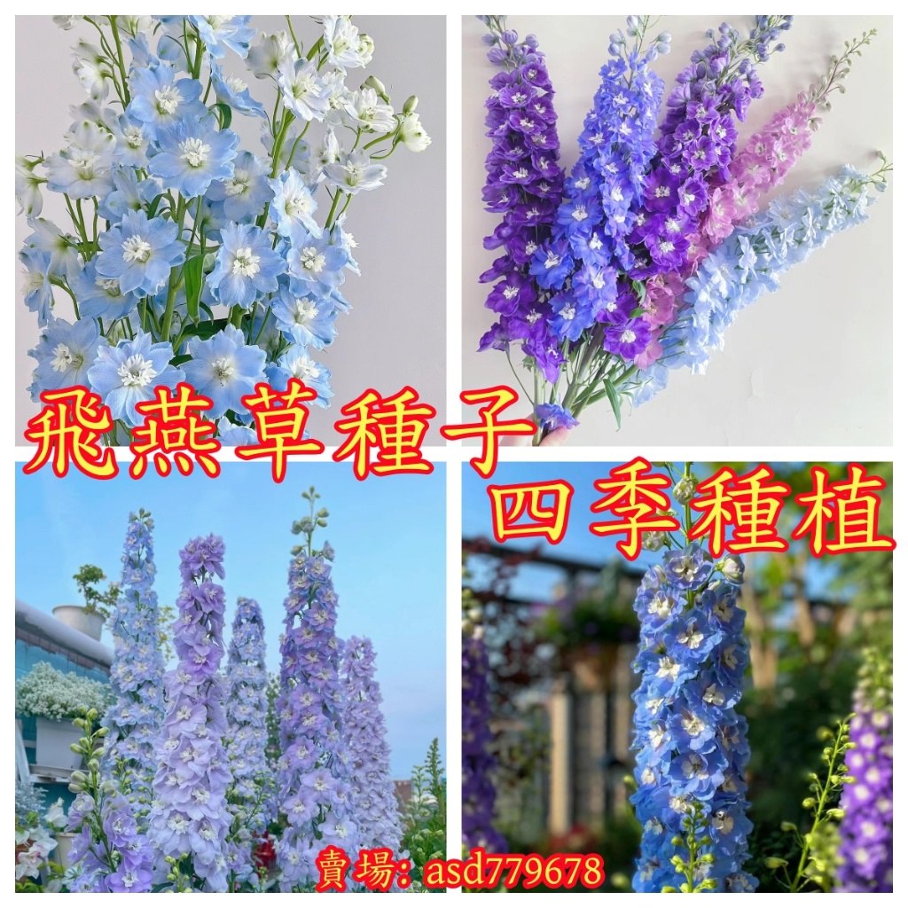 🌺【飛燕草種子】大花飛燕室外花草種子 四季庭院陽臺公園花海種子觀賞 多年生易種花卉 庭院造景