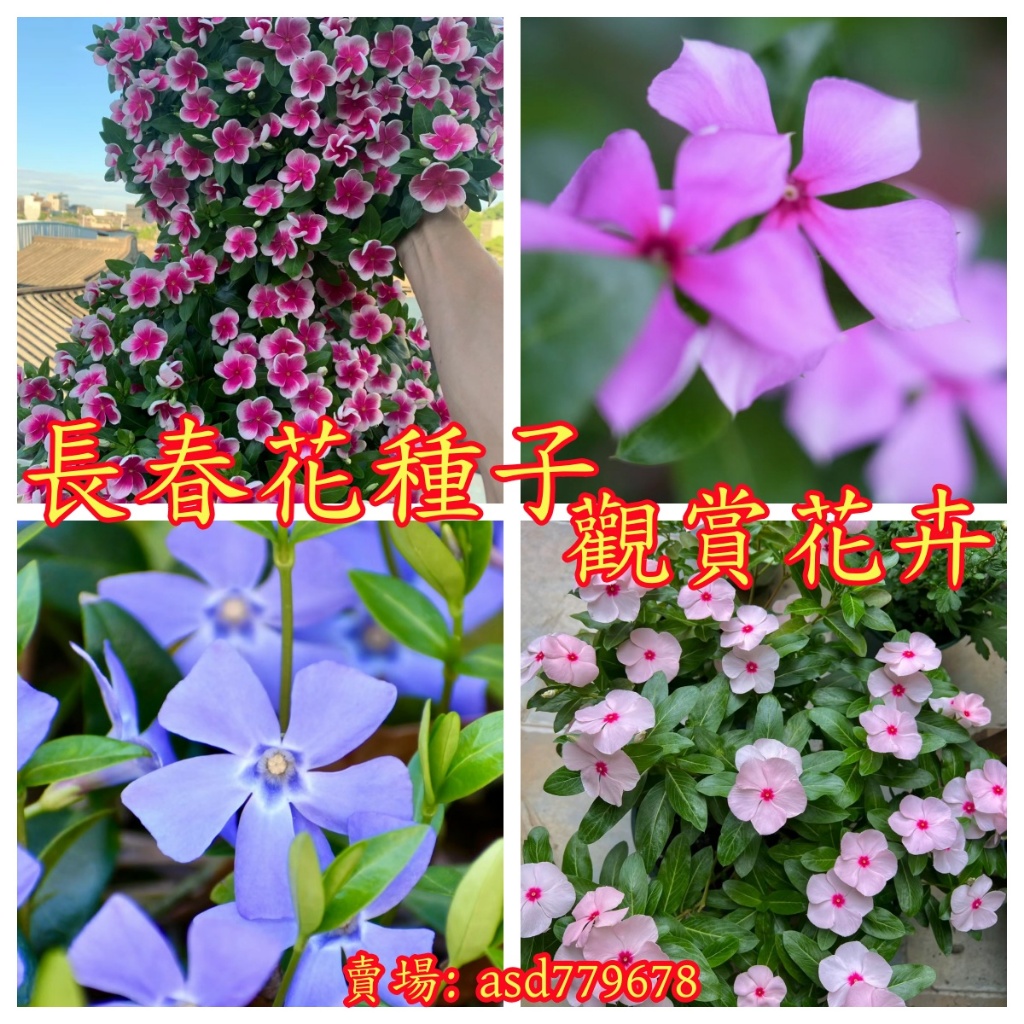 🌺【長春花種子】報春花種子 重辦日日春種子 四季播種開花 室內外陽台庭院盆栽種植花卉種子