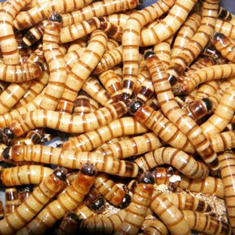 （飼料）重新上架！大麥蟲模型🐛 超級麵包蟲-有機蔬果飼養 10g/份 24-25$ 買越多送越多！釣魚用也可/鴨雞烏龜鼠