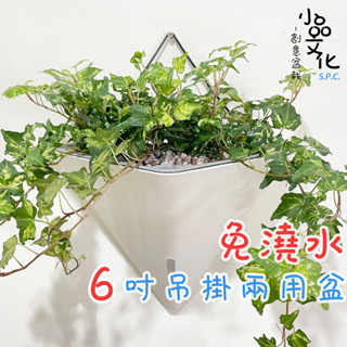 【小品文化】黃翠斑常春藤【現貨】6吋壁掛免澆水盆栽 室內植物 室內盆栽 懶人盆栽 水培植物 水培盆栽 室內盆栽 觀葉植物