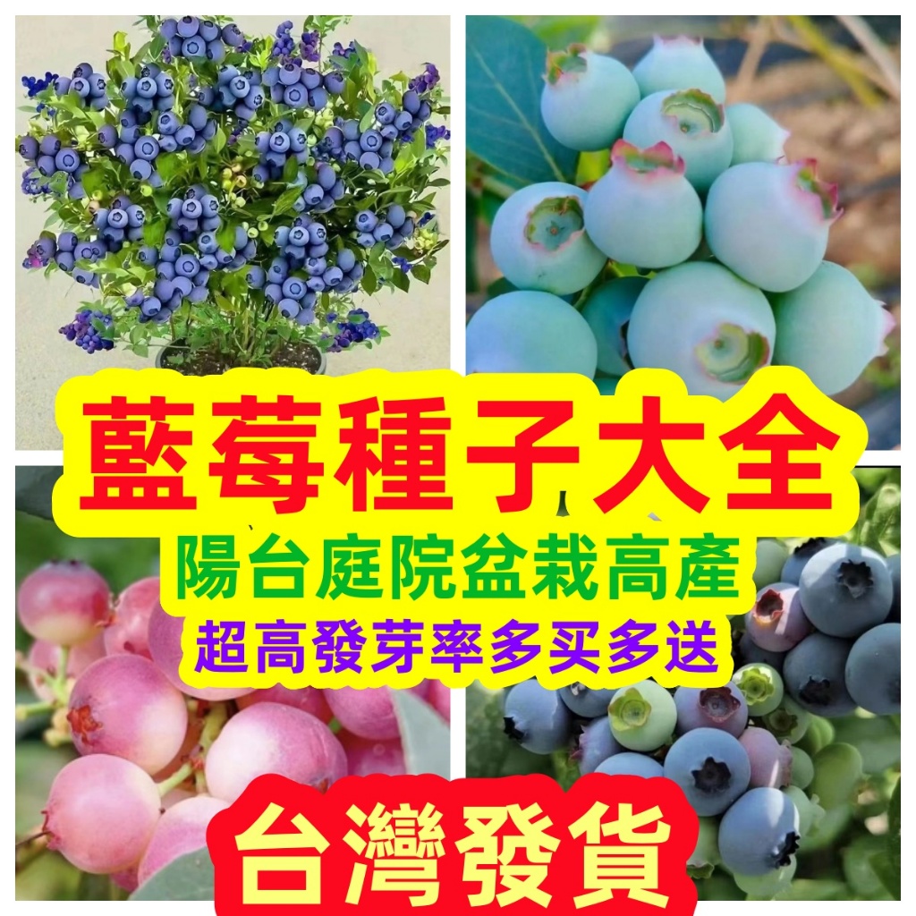 💥💥【免運大熱銷】藍莓種子 四季可種 藍莓種子 庭院陽台盆栽種植 高產水果種子 高營養水果種子 水果種子