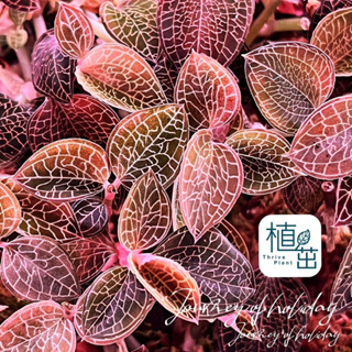 植茁🌿紅霞寶石蘭 微景觀 苔蘚生態造景 半水景生態缸