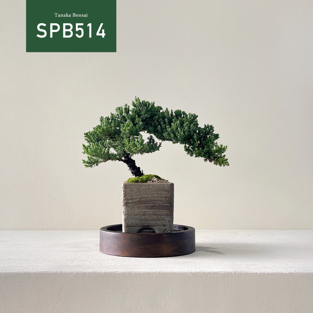 【Tanaka Bonsai】SPB514 珍珠柏盆景(不含圓木墊片）｜松柏盆栽