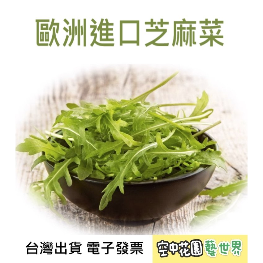 【台灣出貨 電子發票】芝麻菜 野生 2000顆 大葉 400顆 裂葉 400顆 種子 菜籽 水耕 空中花園藝世界