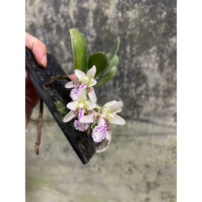 【芃程蘭舍】Phal. japonica 名護蝴蝶蘭 板植成株
