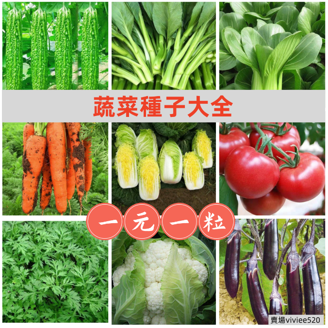 【50款蔬菜種子】蔬菜種子 五十天可生長可多次採摘 傢庭蔬菜種子雞毛菜 番茄 菜心上海青 空心菜 香菜 玉米 南瓜 苦瓜