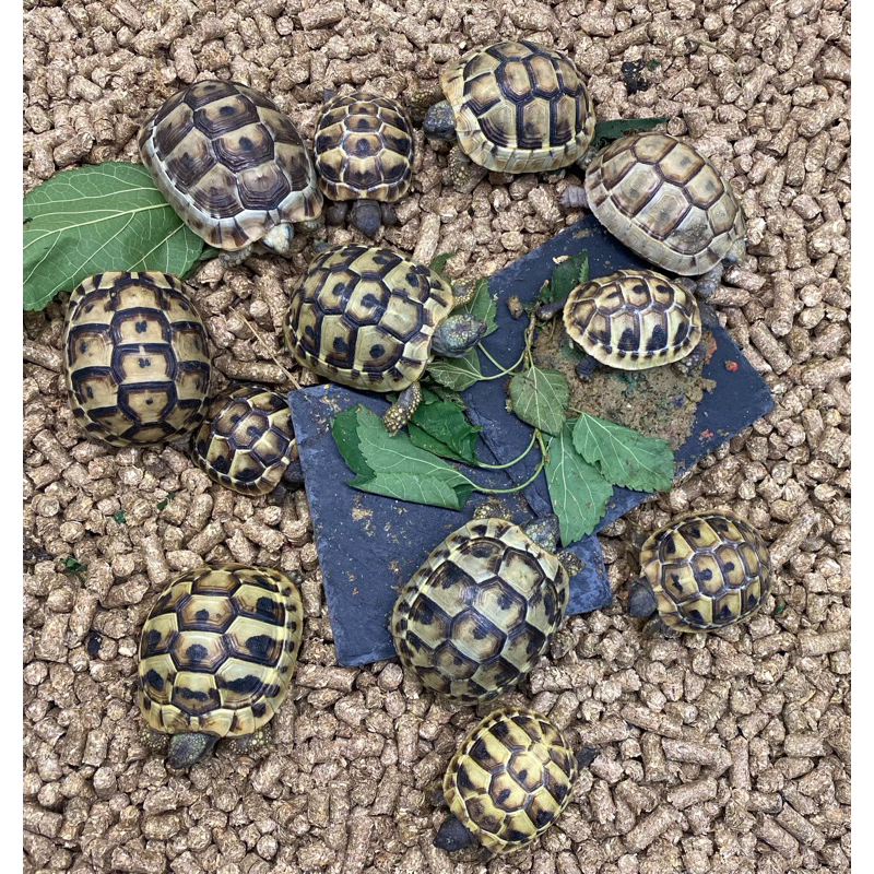 歐洲陸龜陸龜寵物模型