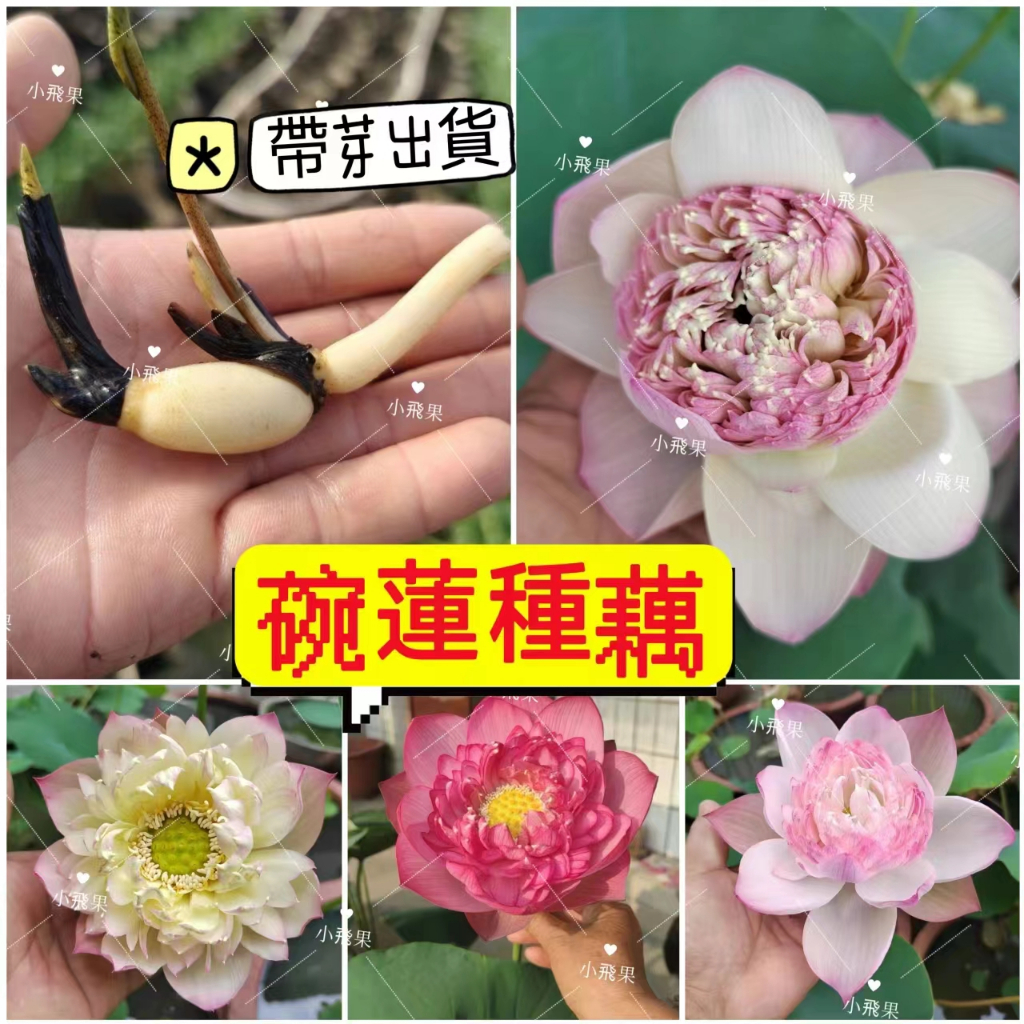 【帶芽出貨】碗蓮種藕 迷你蓮花種根 盆栽荷花種根 蓮藕苗 觀賞荷花種子 睡蓮種藕 新手易種植 微蓮種苗 耐熱耐曬花卉種子