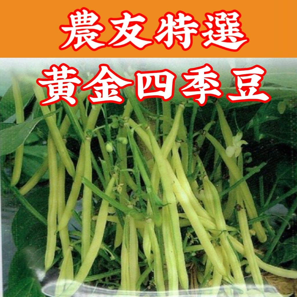 黃金四季豆 Snap Bean(sv-445) 【蔬菜種子】農友種苗特選種子 每包約10公克