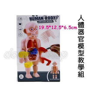 寶貝玩具屋☆【人體器官模型教學組917078】人體模型 器官教具 學習認知玩具 醫生遊戲 科學課教材☆【小教具】