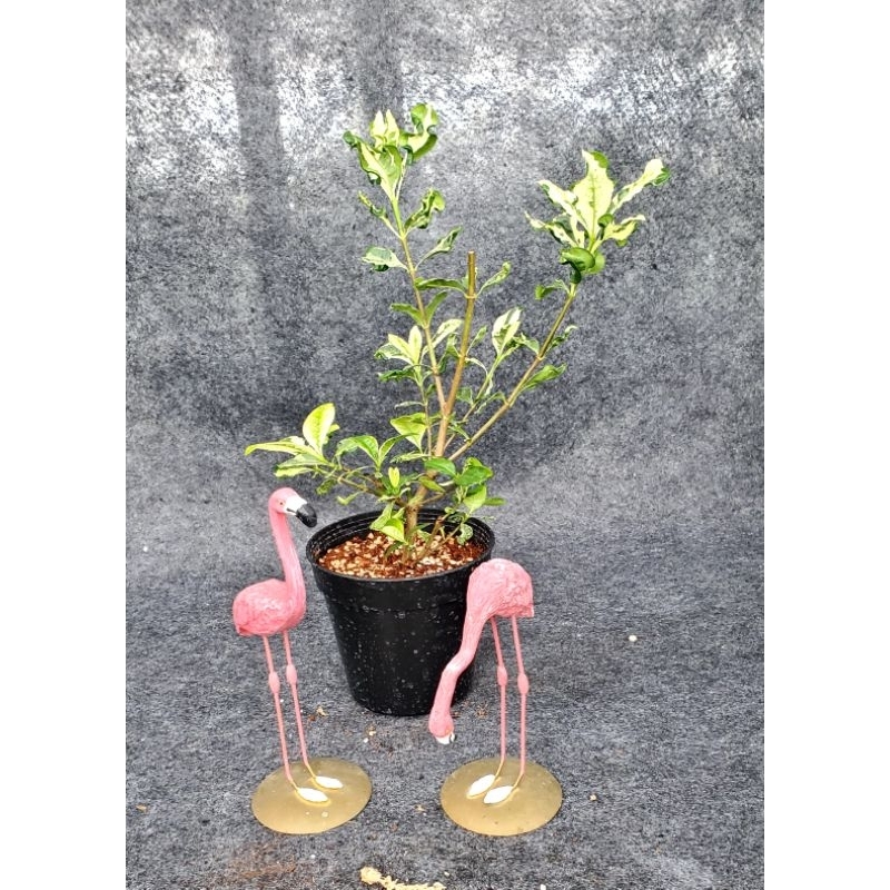 斑葉梔子花4.5吋盆