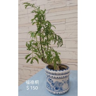 【四季園手作】福祿桐/綠化植物/室內植物/室外植物/觀葉植物/發財樹/富貴樹/室內盆栽/室外盆栽/3吋盆