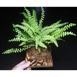 蕨類植物 波士頓腎蕨上板植物 收到可直接掛牆 上板植物 杉木板 已上板 (蘭花上板 鹿角蕨上板) 耐陰植物盆栽