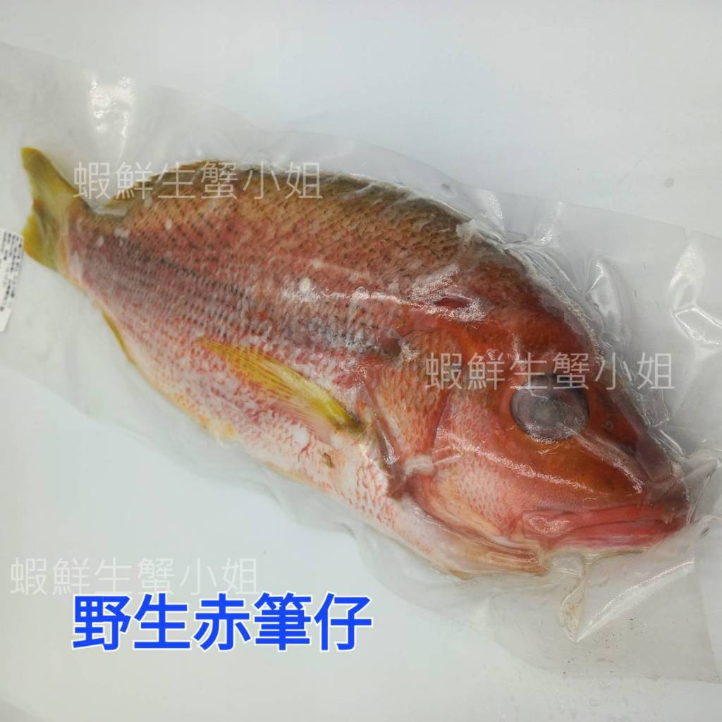 【海鮮7-11】 野生赤筆仔魚 殺清600-700克/隻   * 肉質細緻，口感鮮甜！ **每隻400元**