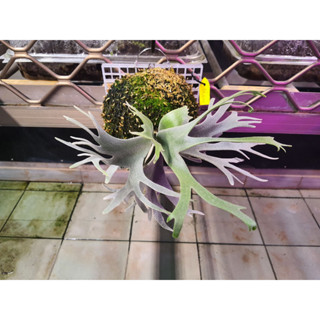 侏儒爪哇細菌鹿角蕨 P. willnckii 'Bacteria' sporeling 經典名品 已出形態 下單前先詢問