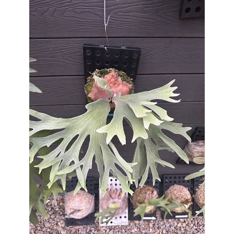 ginka 銀華 OC pup 銀華鹿角蕨正側芽