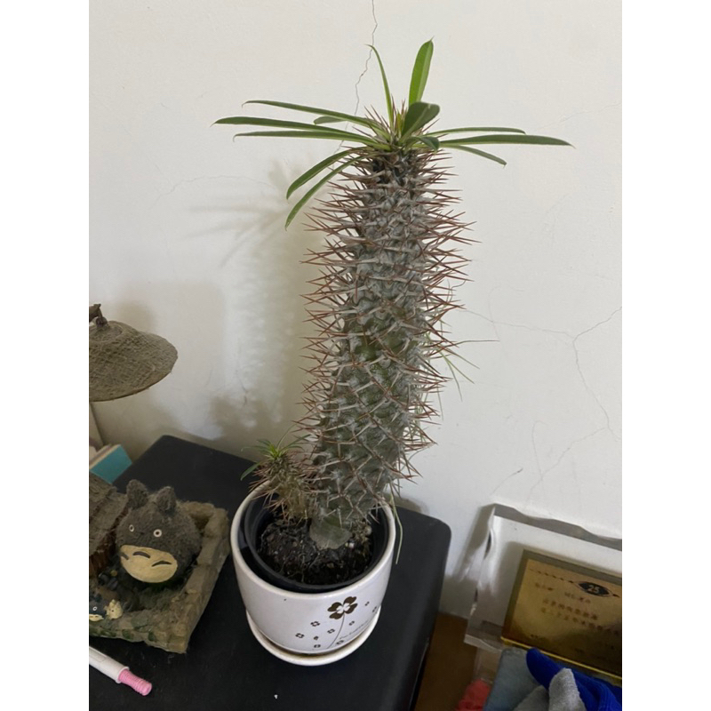 多肉植物 非洲霸王樹 3吋盆 ㄧ物一拍實物拍照含盆運送 非洲霸王樹植物 夾竹桃科渾身是刺的棒槌樹 （請先詢問庫存量謝謝）