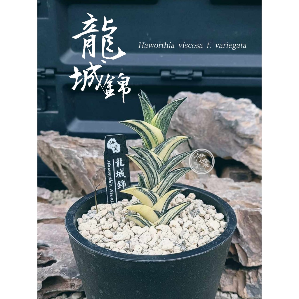 ▪︎龍城錦▪︎伊葉植物社／多肉植物／百合科／半日照／室內植物／室外植物／陽台／窗台／斑葉／玉露／壽／萬象／硬葉／玉扇