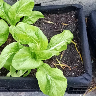 萬美工廠直營不織布園藝資材-不織布種菜籃(60公分*40公分*18公分黑色塑膠籃+黑色不織布內袋)