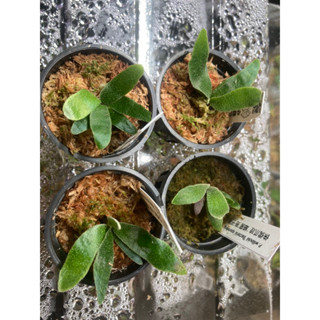 P. Willinckii Bacteria sporeling 細菌孢子苗 鹿角蕨