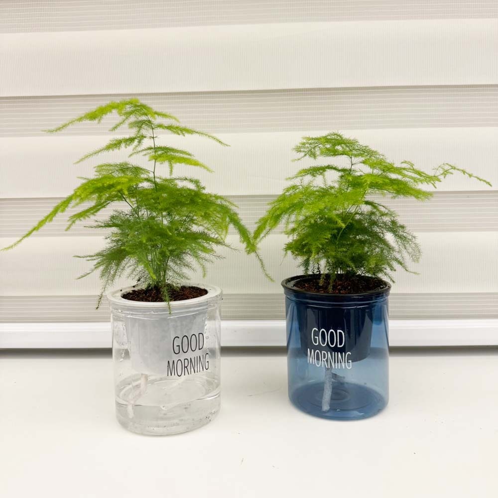 文竹｜優惠推薦- 蝦皮購物- 2025年11月