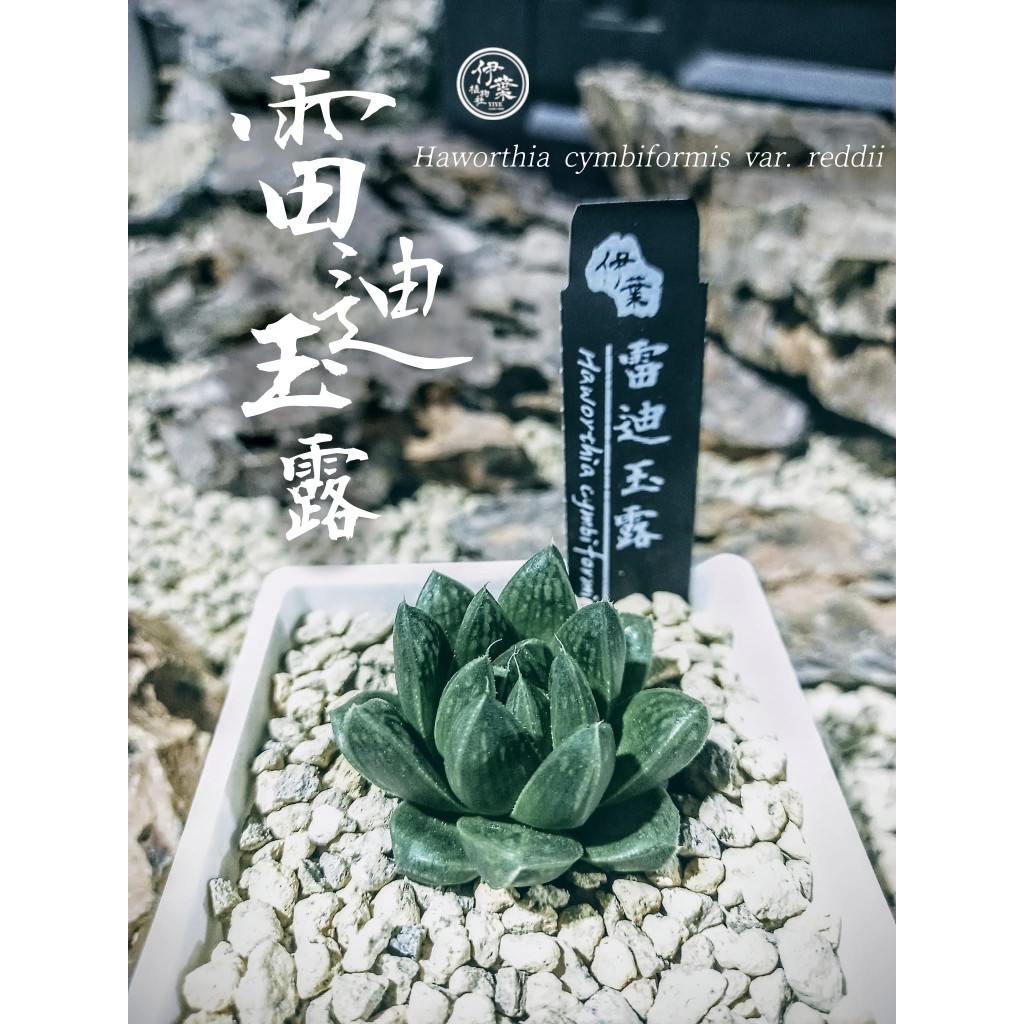 ▪︎雷迪玉露▪︎伊葉植物社／多肉植物／百合科／半日照／室內植物／室外植物／陽台／窗台／玉露／壽／萬象／硬葉／玉扇