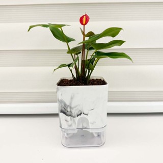 【一畝禾】現貨 迷你火鶴 4吋盆 大理石紋磁吸式吸水盆 室內植物 懶人盆栽 免澆水 淨化空氣 室內植物 懶人盆栽 盆栽