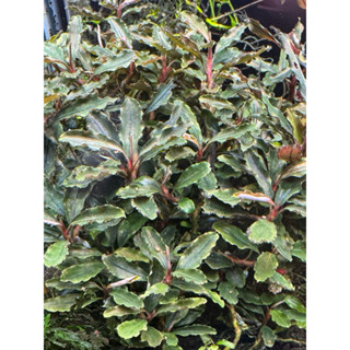 預約制水草-辣椒榕sp