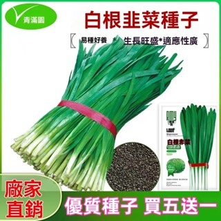 ✨原廠直銷【包裝種子】791寬葉雪韭王割茬白根韭菜種子春季播種農家田園陽臺蔬菜瓜果種子大全
