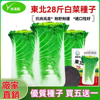 ✨原廠直銷【包裝種子】大黃心東北28斤白菜種子雞蛋黃包心白菜種籽耐旱耐儲農家蔬菜瓜果種子大全