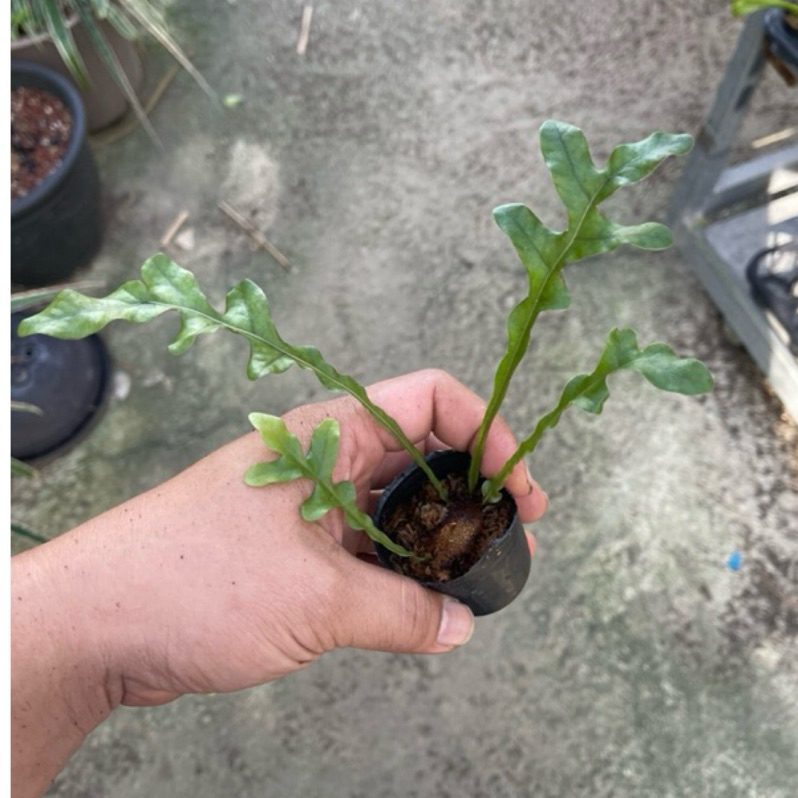 侏儒寶尼槲蕨        Drynaria bonii ' dwarf '
