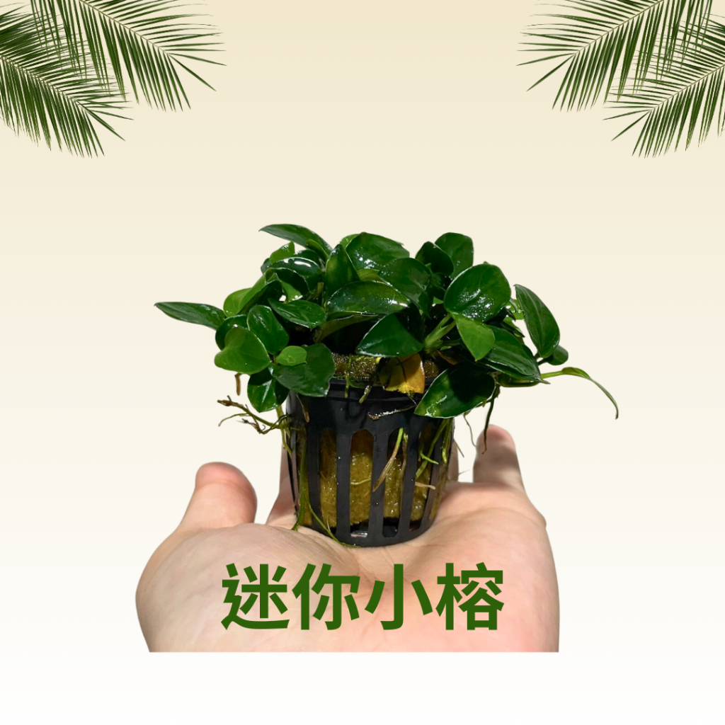 ⋘魚市⋙迷你小榕 (盆) 小榕 陰性草 不需CO2 迷你榕 袖珍小榕 水草 好飼養 榕 小缸