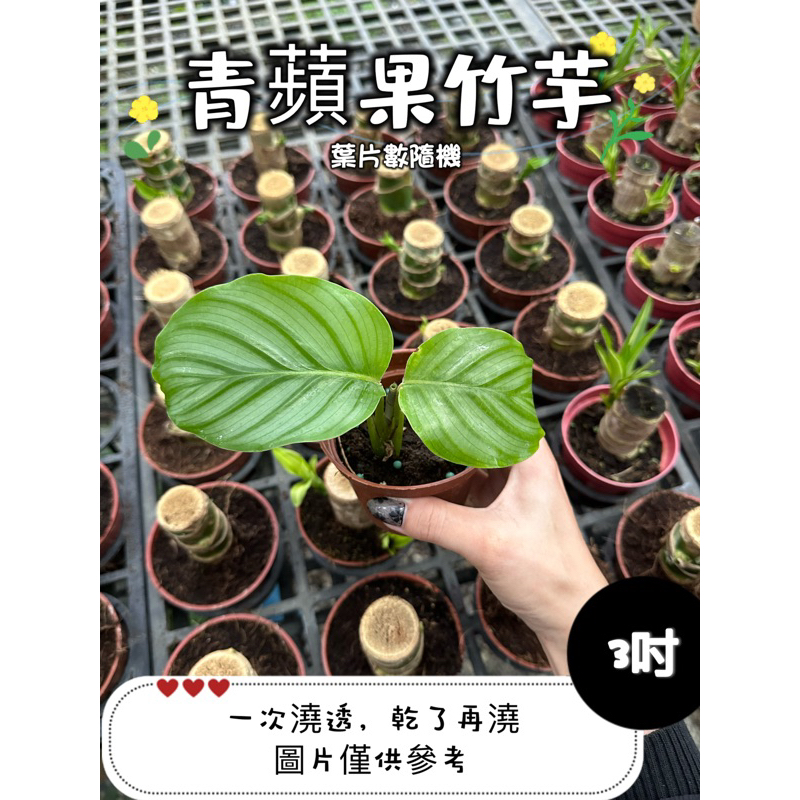 🪴【植入你心❦】青蘋果竹芋-期間限定-3吋盆-定價180特價160