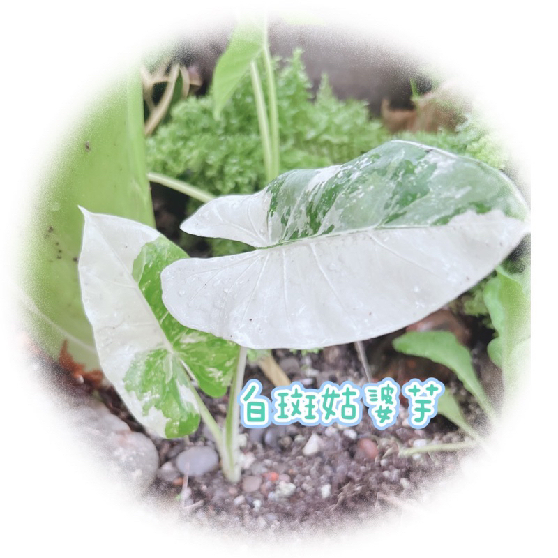 《水族世界》白斑姑婆芋 含軟盆水苔 好種植