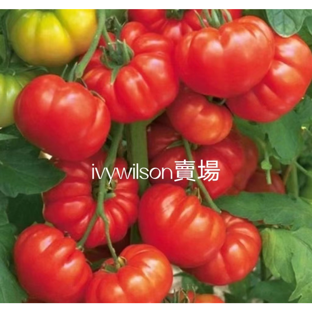 💕花大媽💕馬蹄巨型番茄 老品種 可留種 大粉番茄種子四季種植庭院盆栽沙瓤種子