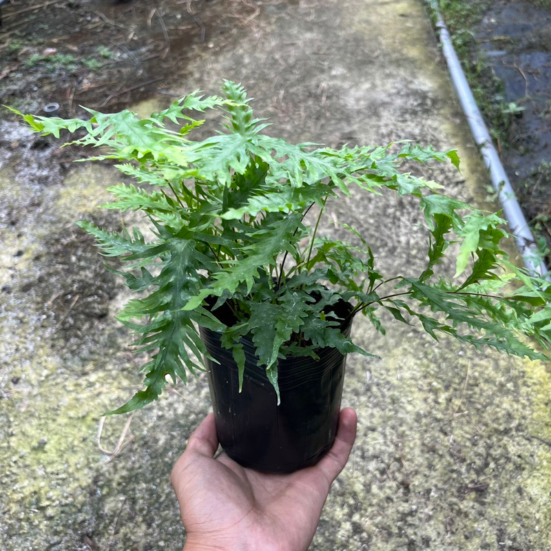 Drynaria rigidila ‘Whitei’  綴化柳葉槲蕨 懶生活園藝植作