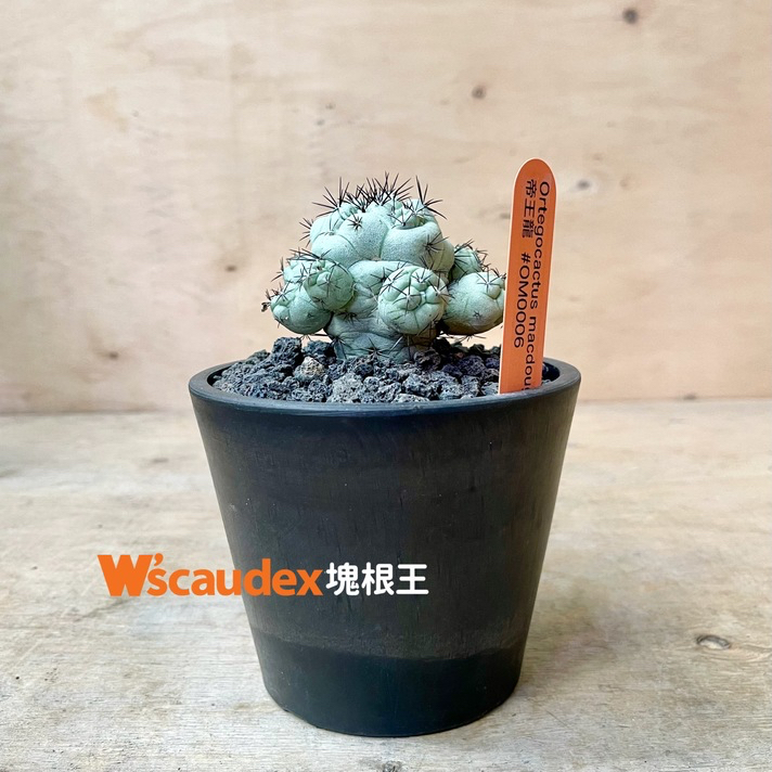 珍稀多肉植物 仙人掌 Ortegocactus macdougalii 帝王龍 實生